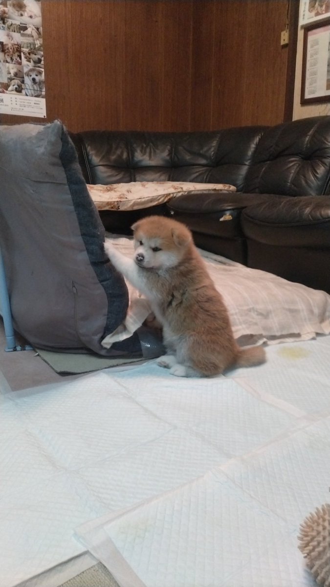 於岐礼 tweet media