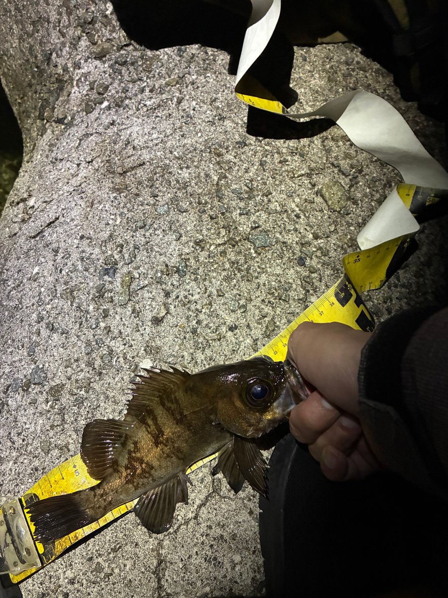 dfr3131's tweet photo. 泉南メバリング
ガンシップ３６F  クリアーグリッター
ライズしてるし浮いてる姿が見えてるのになかなか口を使わなかったけど、ただ巻きの後のストップで。
真冬みたいなカラー https://t.co/iuxiRoPrCv