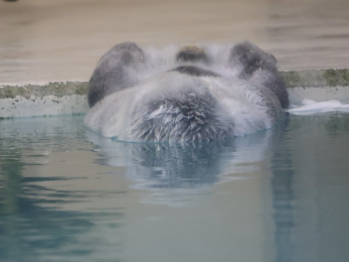 ねこやん🦦ラッコ垢 tweet media