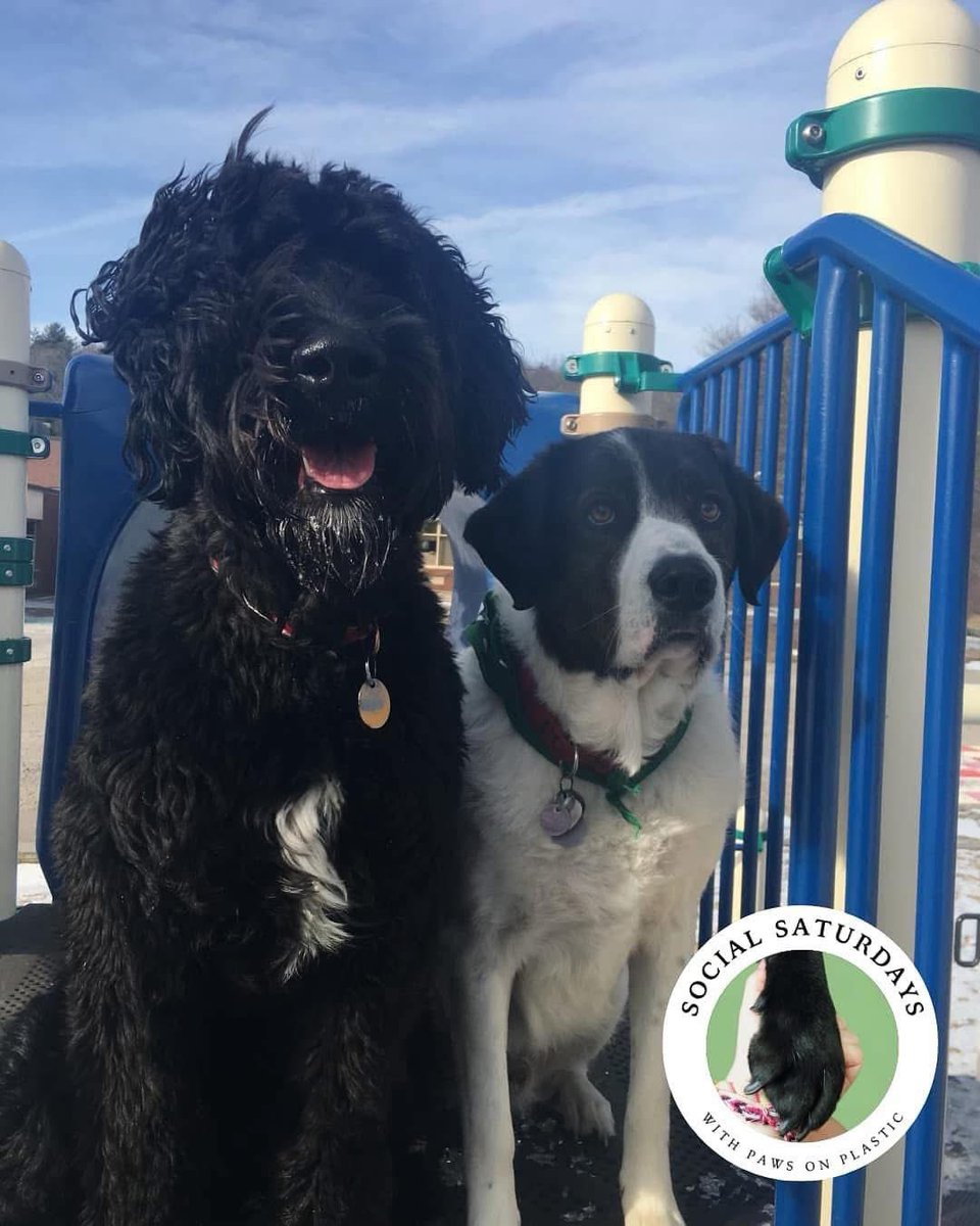 pawsonplastic's tweet image. Who can you invite to join us?

When lots of us pick up #litter every day in the same area it reduces the amount of litter dropped - studies show fewer people drop litter in clean areas.

We’re a powerful force! 29,000 dog owners removing 42 million bits of litter every year.❤️🐾