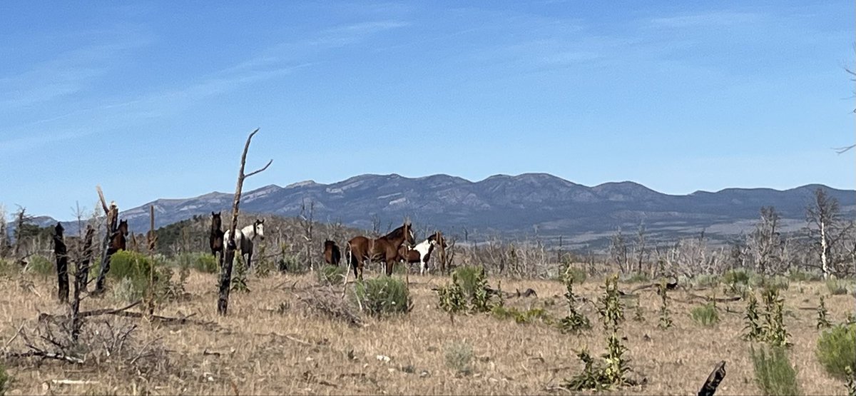 RustinLR's tweet photo. @beefinitiative Even now people buy horses they can’t afford to feed and turn them out. Everyone loves to see horses run free. You could make a case for descendants of Spanish ponies, not of depression era farm stock. Could be a managed resource instead they’re a feral infestation https://t.co/d3vEod20CL