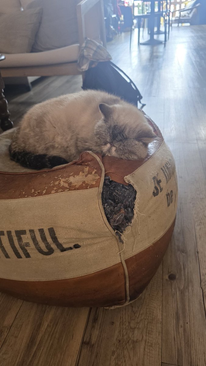 MagdalenaBdzie2's tweet image. Bo koty są wszędzie 🤩
Le Gentle Cat #Lyon 
Kocia kawiarnia i jej rezydenci