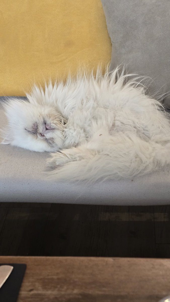 MagdalenaBdzie2's tweet image. Bo koty są wszędzie 🤩
Le Gentle Cat #Lyon 
Kocia kawiarnia i jej rezydenci