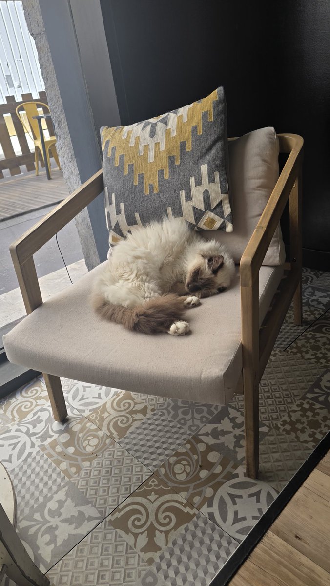 MagdalenaBdzie2's tweet image. Bo koty są wszędzie 🤩
Le Gentle Cat #Lyon 
Kocia kawiarnia i jej rezydenci