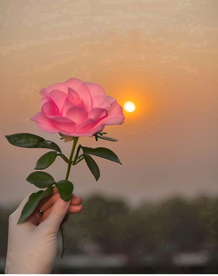 SukoonInSajda's tweet image. Good Evening 🌆✨

Hope your day went well. Stay connected, spread good vibes, and keep growing together 🤝💙

#GoodEvening #StayConnected #PositiveVibes