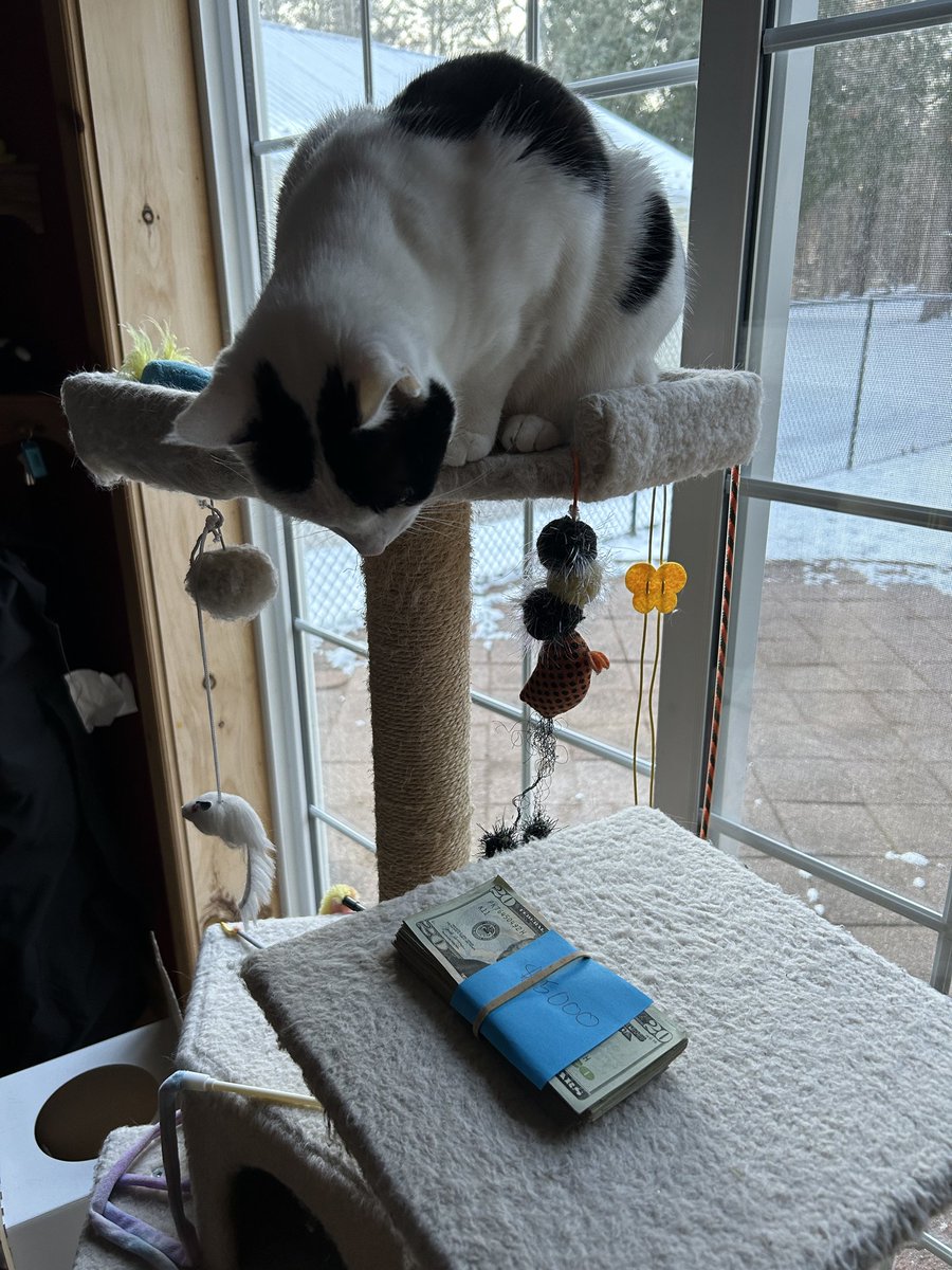 TheSprinklesCat's tweet image. Ever wonder what $5000 in 20's looks like? Well, I've seen it! Cool! Too bad I can't use that $$$ to buy some cat grass, nip, toys, or treats! Especially for all the kitties in shelters! Hope mew have a purrfect #Caturday! #cowcat #CatsOfTwitterX #AdoptDontShop #StaySafeFurrends