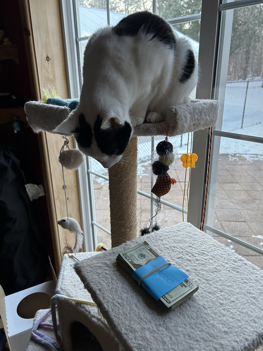 TheSprinklesCat's tweet image. Ever wonder what $5000 in 20's looks like? Well, I've seen it! Cool! Too bad I can't use that $$$ to buy some cat grass, nip, toys, or treats! Especially for all the kitties in shelters! Hope mew have a purrfect #Caturday! #cowcat #CatsOfTwitterX #AdoptDontShop #StaySafeFurrends
