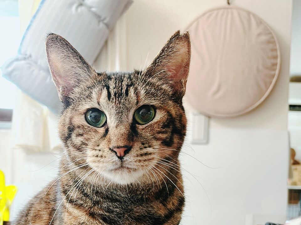 ネコジルシ里親募集《関東》 tweet media