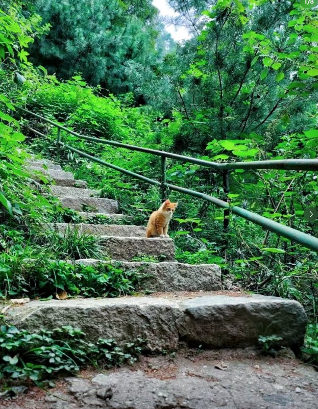 Diete de slabit tweet media