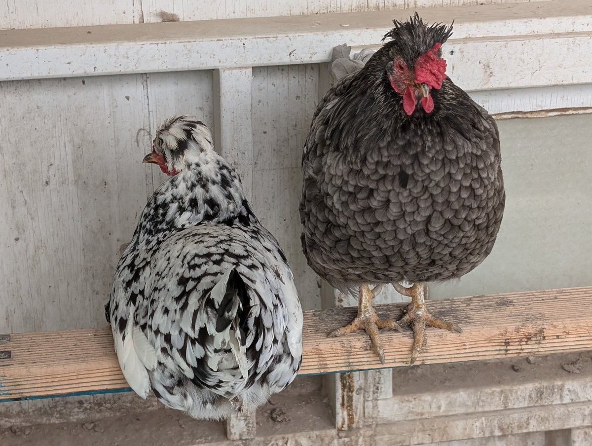 DocBohn's tweet image. Good morning

#GoodMorning #chickens