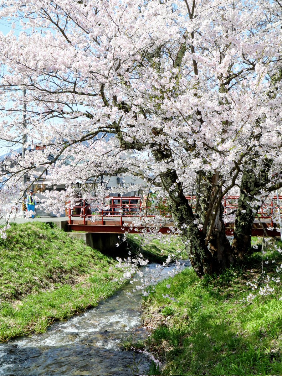 ujucosnap's tweet photo. April 17, 2026  
猪苗代町＊観音寺川の桜並木
#撮り歩き https://t.co/AbehNBMPs7