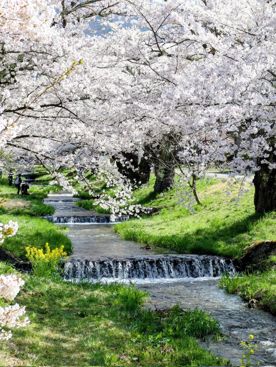 ujucosnap's tweet photo. April 17, 2026  
猪苗代町＊観音寺川の桜並木
#撮り歩き https://t.co/AbehNBMPs7