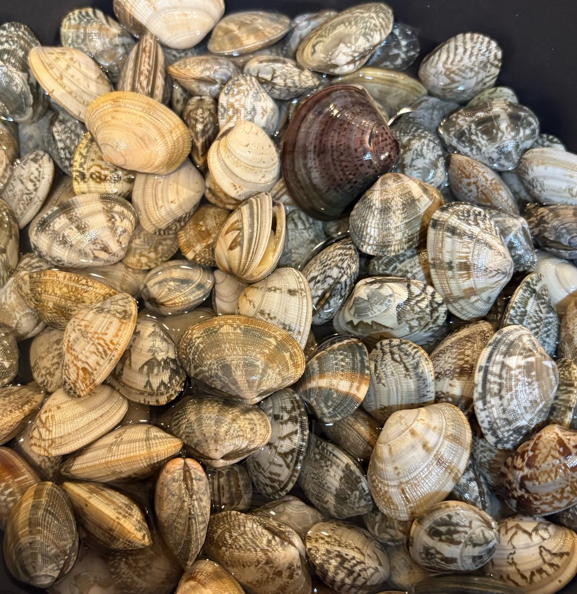 しょこ太郎 tweet media