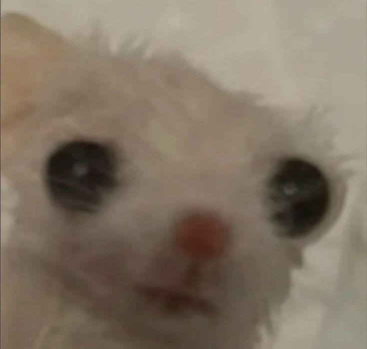 nini 𐙚 ‧₊˚ ⋅ tweet media