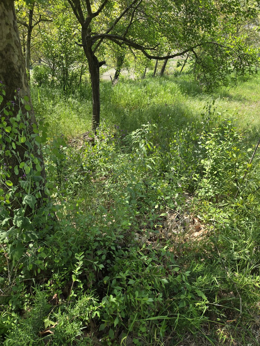 Stefano Berti 🐼🦡 tweet media