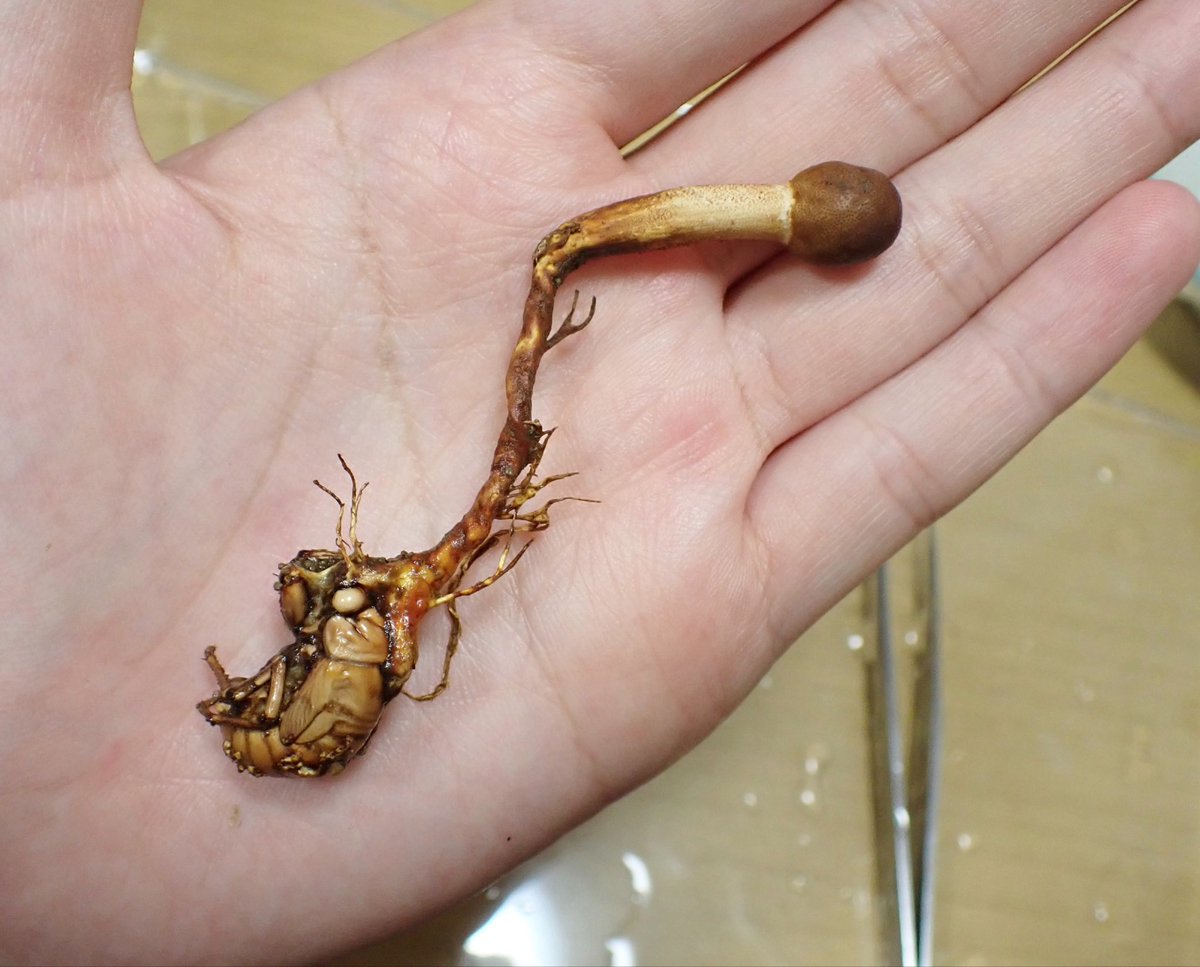 さとかつ tweet media