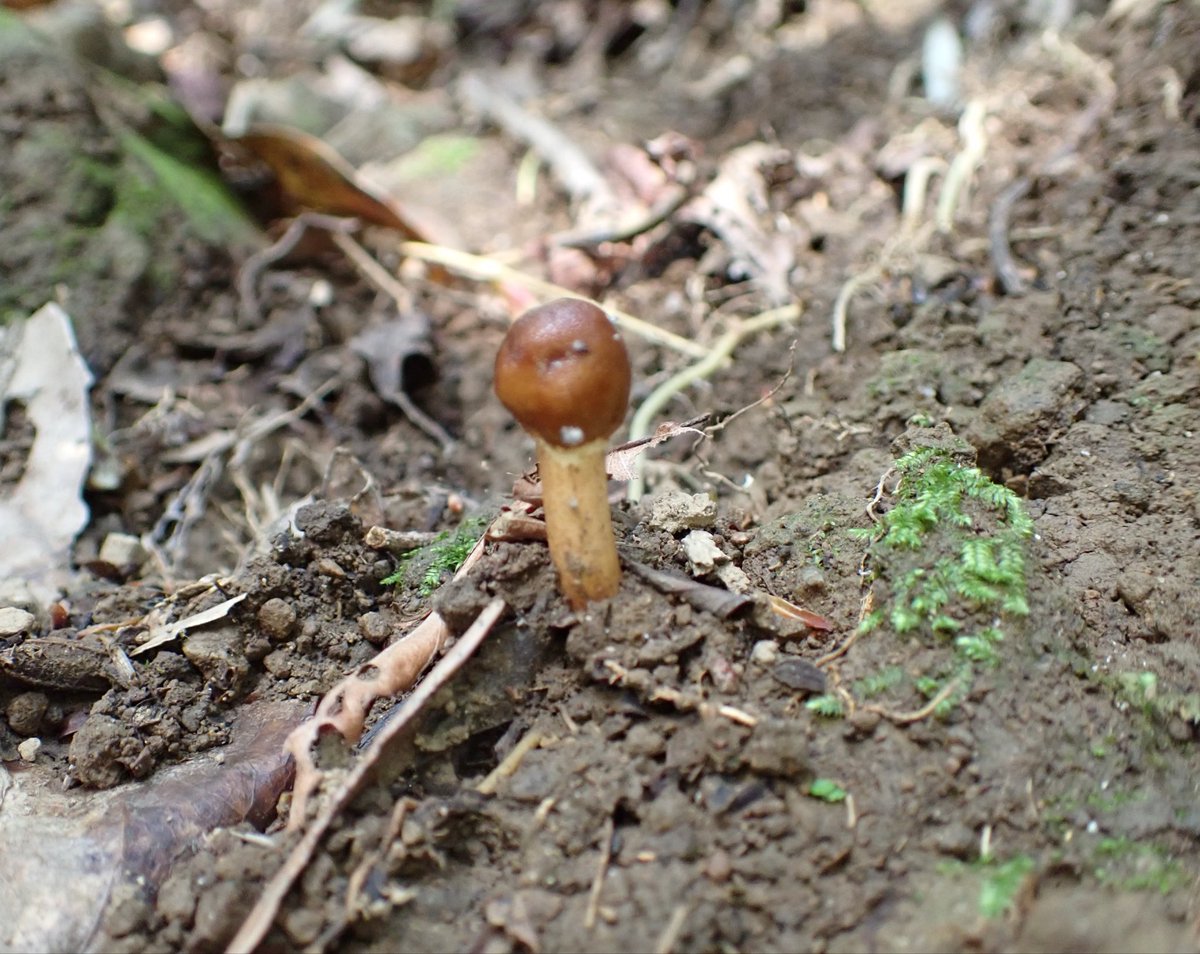 さとかつ tweet media