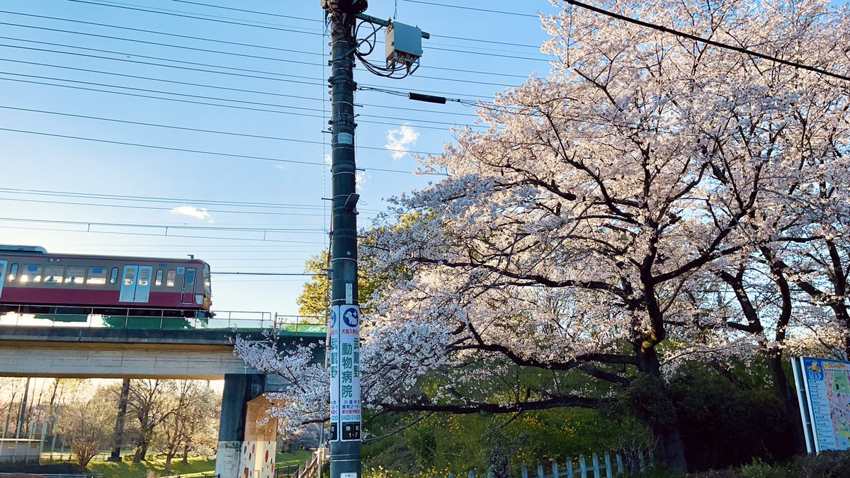 今年の春も桜は綺麗でした。