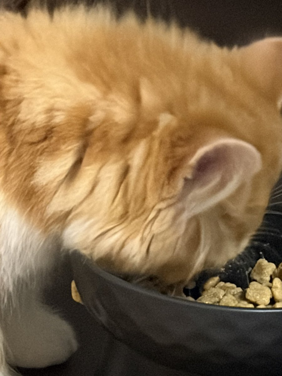 ひゃあですわよ tweet media