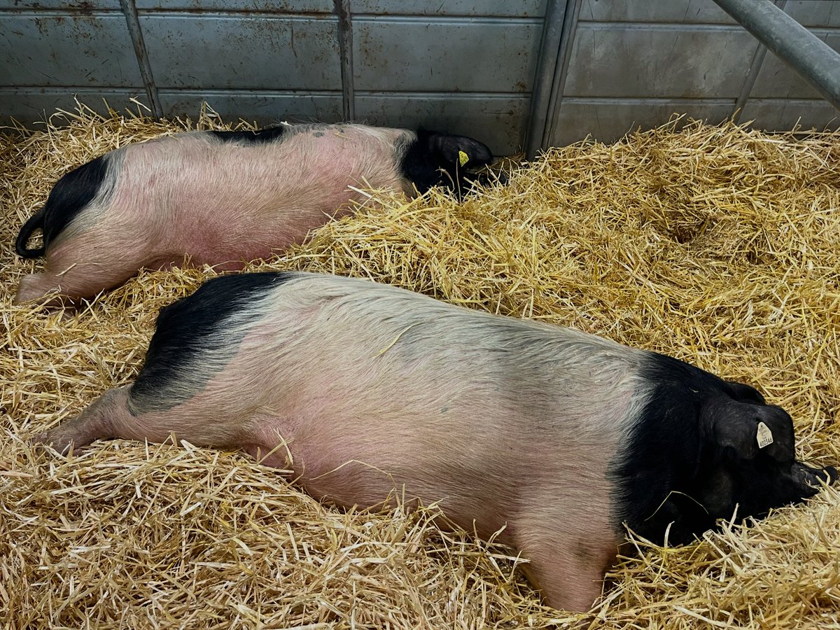 mikaelsilf's tweet image. If you happen to be in #Paris in #February, this event is a must-visit - it’s like traveling the world without ever leaving the exhibition halls 🤩☑️