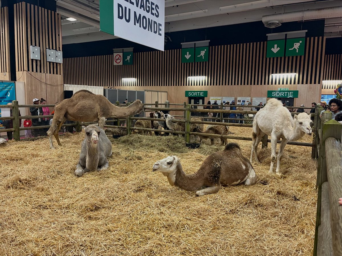 mikaelsilf's tweet image. If you happen to be in #Paris in #February, this event is a must-visit - it’s like traveling the world without ever leaving the exhibition halls 🤩☑️