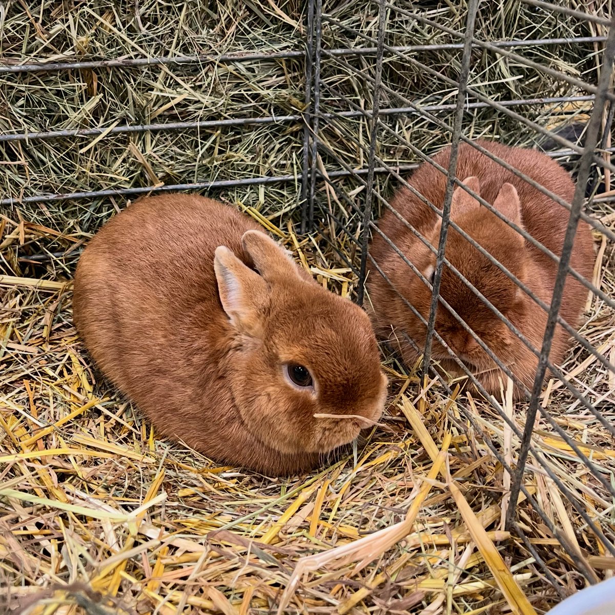 mikaelsilf's tweet image. If you happen to be in #Paris in #February, this event is a must-visit - it’s like traveling the world without ever leaving the exhibition halls 🤩☑️