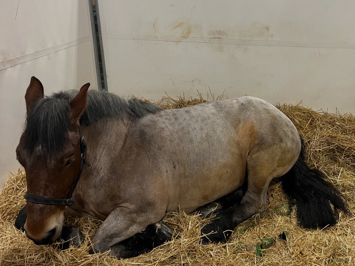 mikaelsilf's tweet image. If you happen to be in #Paris in #February, this event is a must-visit - it’s like traveling the world without ever leaving the exhibition halls 🤩☑️