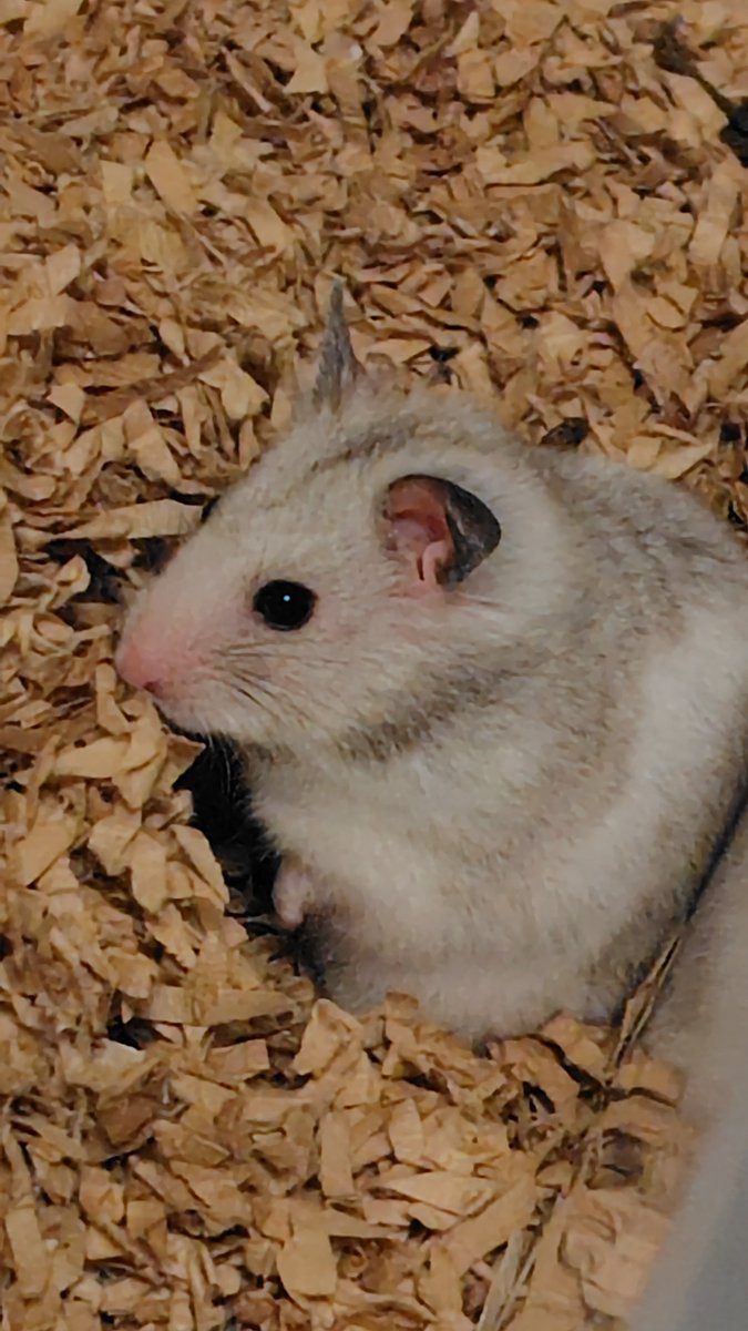 ネムネ・ムニチャ tweet media