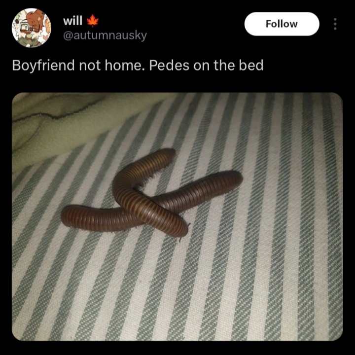 shadoomf🪲🇵🇸(homunculus enjoyer) tweet media