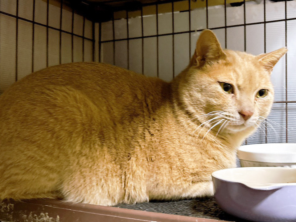ビックボーイ茶トラのミッチー♂3〜5歳
東京都 ♂ 生後5才 の"ミッチー"ちゃんです。
 #猫の里親募集 #東京都
詳細：neko-jirushi.com/foster/234856/
写真：