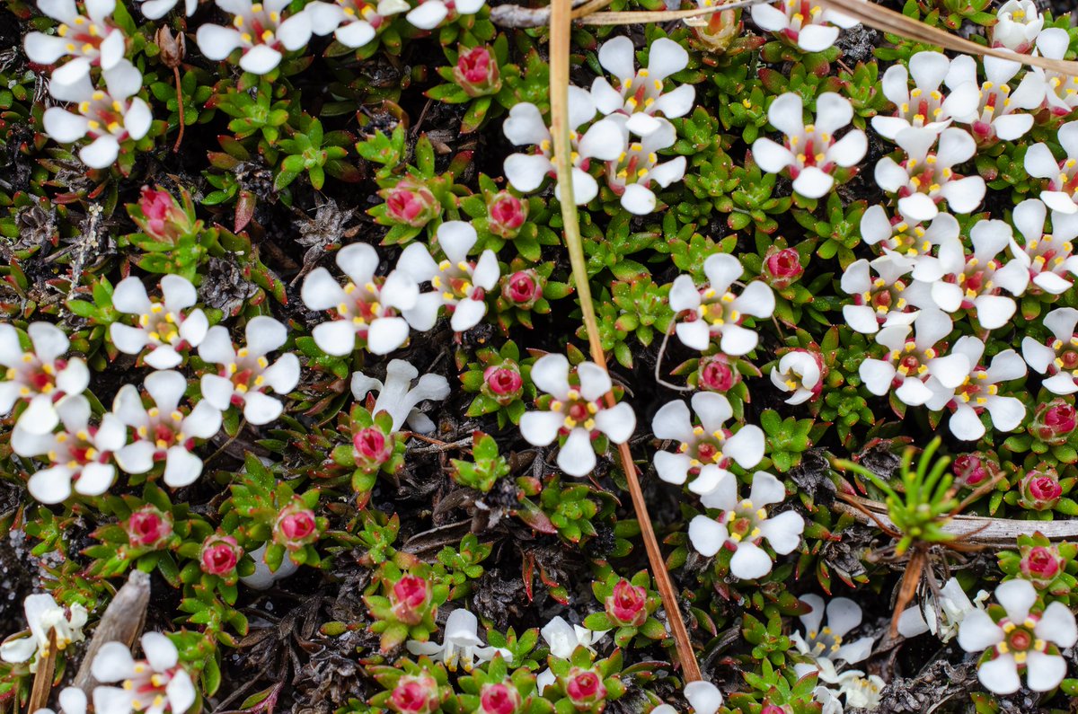 nj_pinelands's tweet image. NATIVE STUNNER: Native pyxiemoss is  blooming in the New Jersey Pinelands. Pyxiemoss (Pyxidanthera barbulata) is not a moss, but a diminutive Pinelands subshrub that grows in open, somewhat damp, sandy spots.

📷: Paul Leakan, NJPC 

#flowers #nativeplants