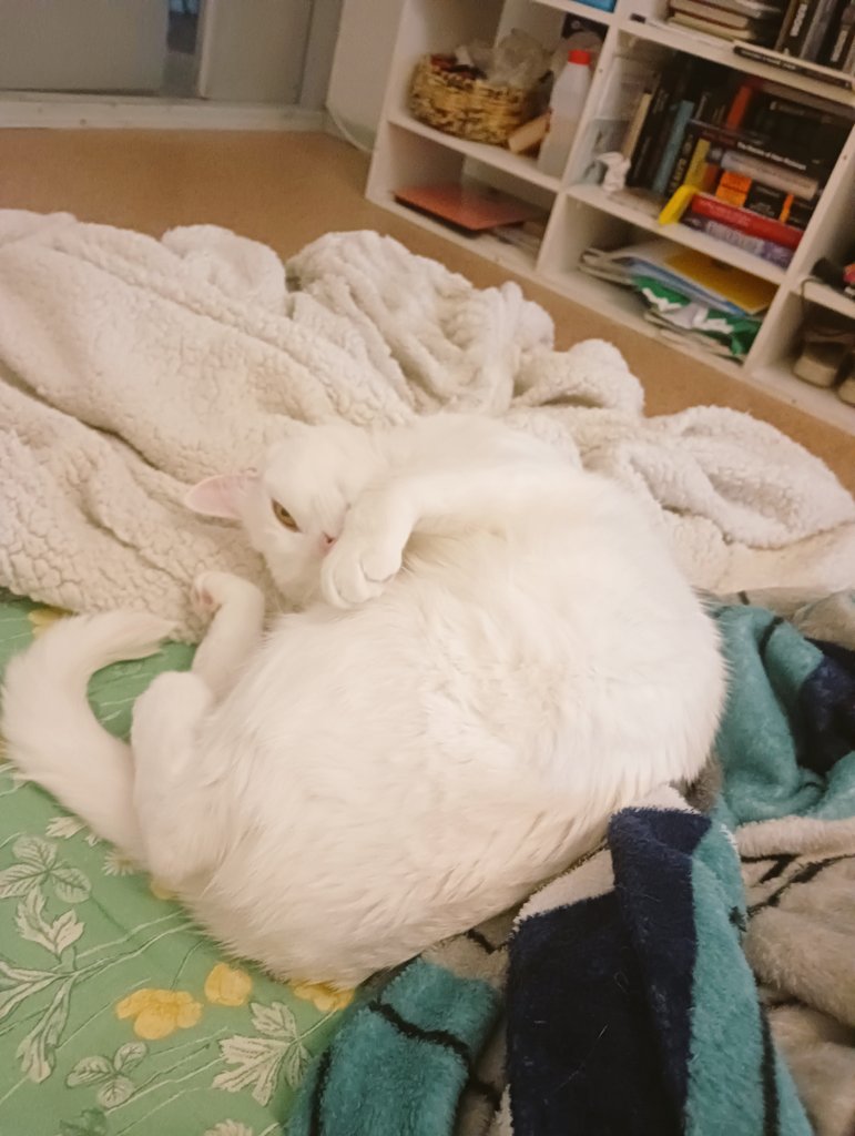 мурзик выучил, что в доме с самыми ласковыми интонациями я обращаюсь именно к нему. то есть если я говорю умилённо, то он сразу поднимает голову

а ещё оказывается он знает фразу "ну спи, спи" и реально ложится спать 🤭🥰