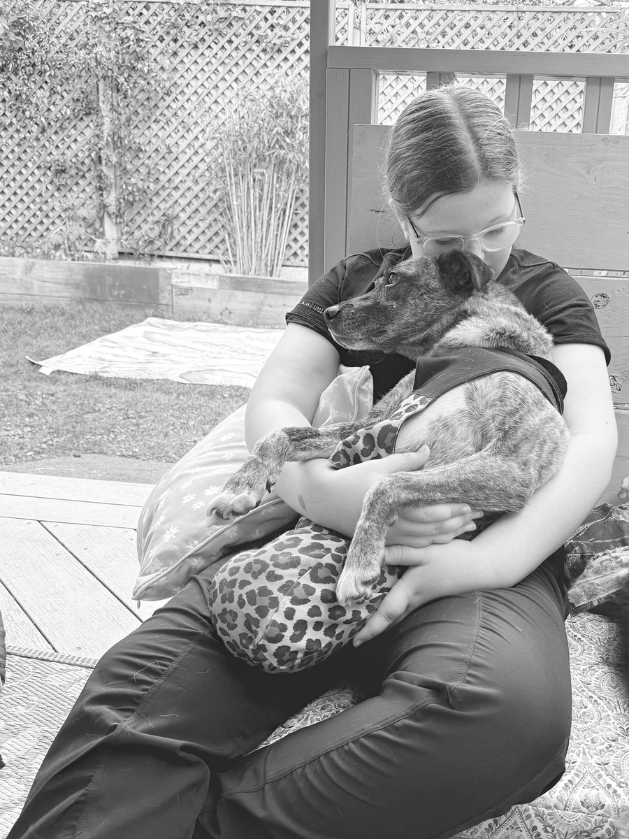 FlorisFriends's tweet image. Stem transplants complete. Time to recover 🙏🏽 #florisfriendsrescue #dogs #dog #rescuedog