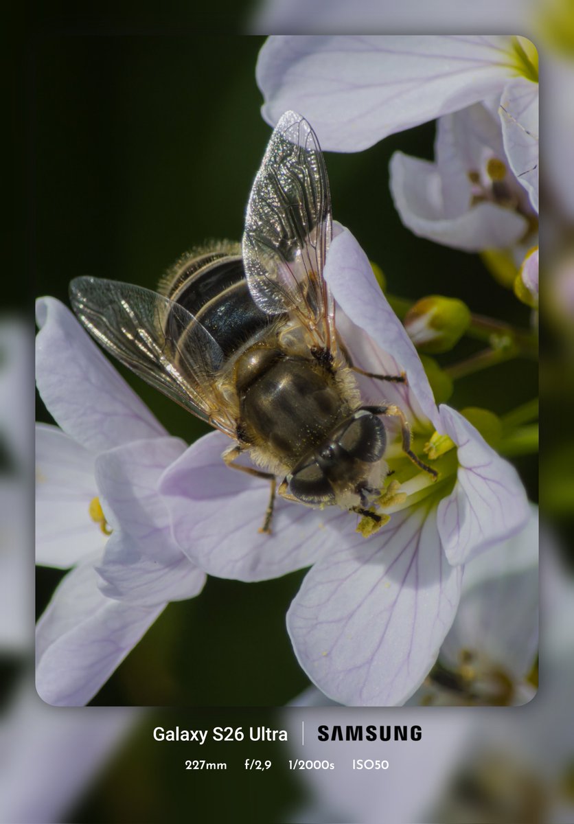 swiggah1's tweet image. I have another macro for you today 📷✨️ #ShotOnSnapdragon