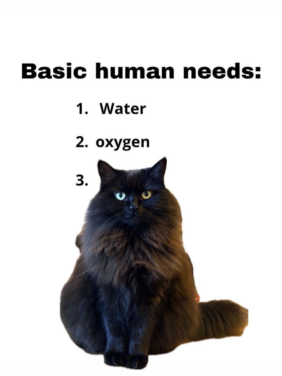 Black cats are not bad luck (@visualscat) on Twitter photo 