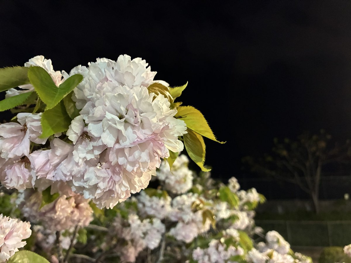 ヒモユキ tweet media