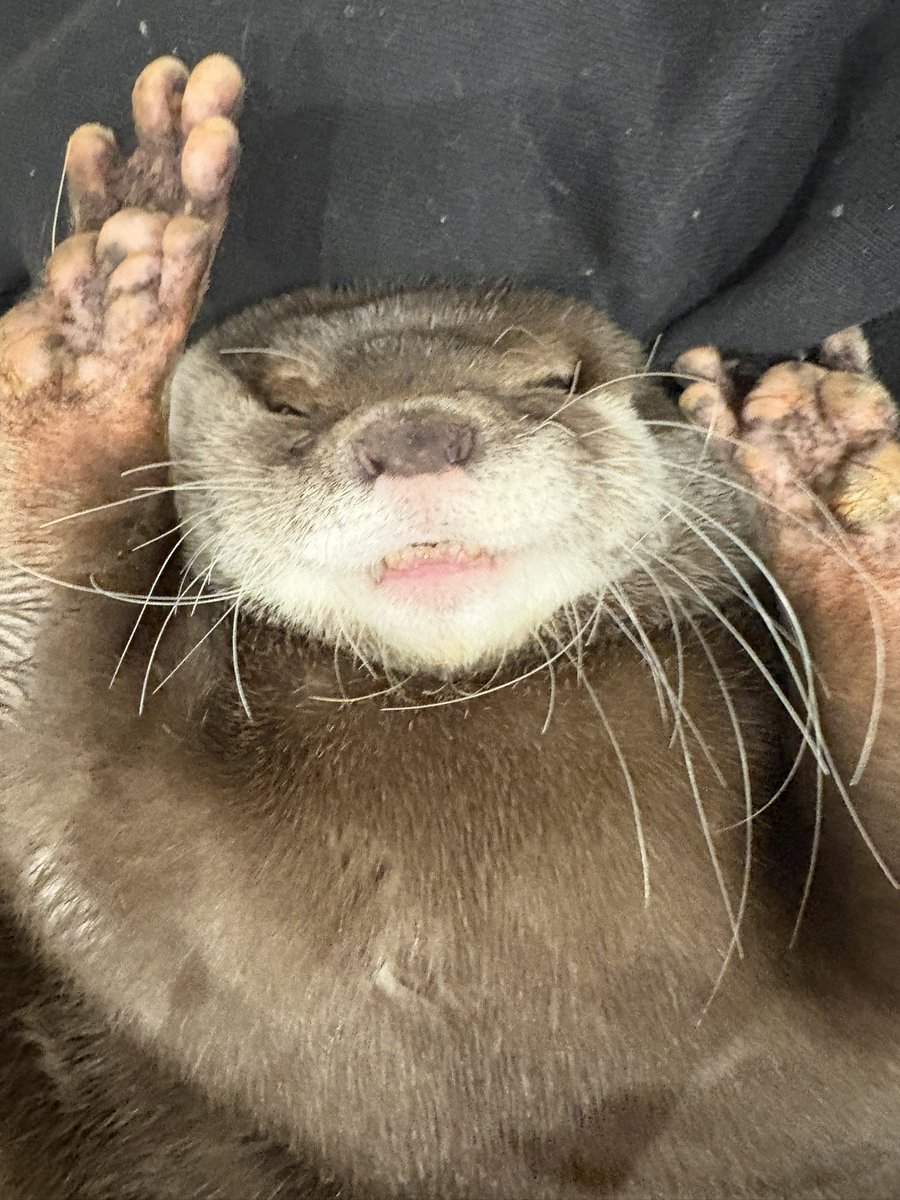 カワウソのウーちゃん (@Otter_Uchan) / Posts / X