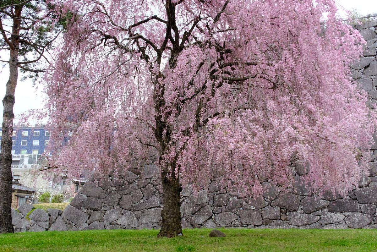 warashichan_pnk's tweet photo. ソメイヨシノさ変わっでシダレザクラはこれがらが見頃だなっす。
#盛岡 #桜 #岩手公園 #盛岡城跡公園 #iiiwate https://t.co/fqYJff1zZG