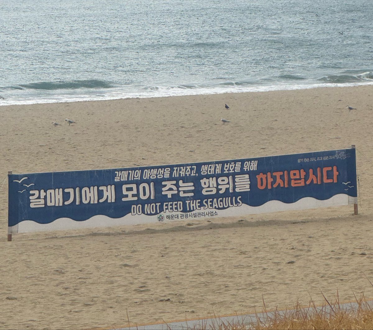 모과 tweet media