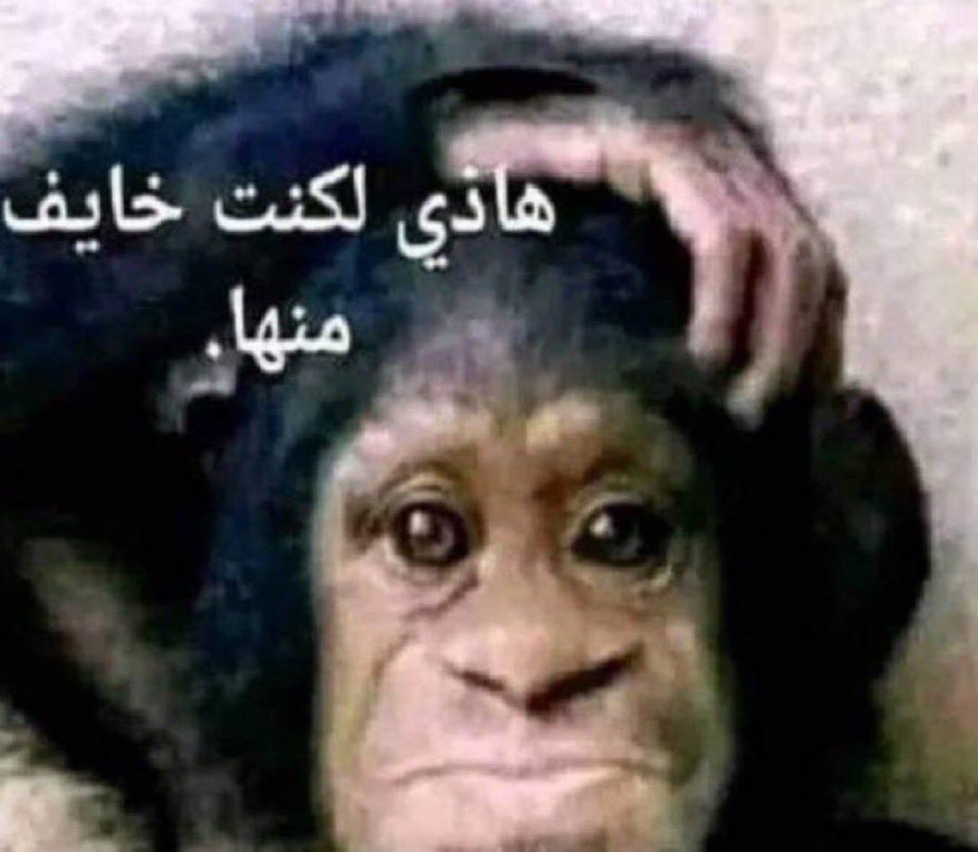 محمد≃ tweet media