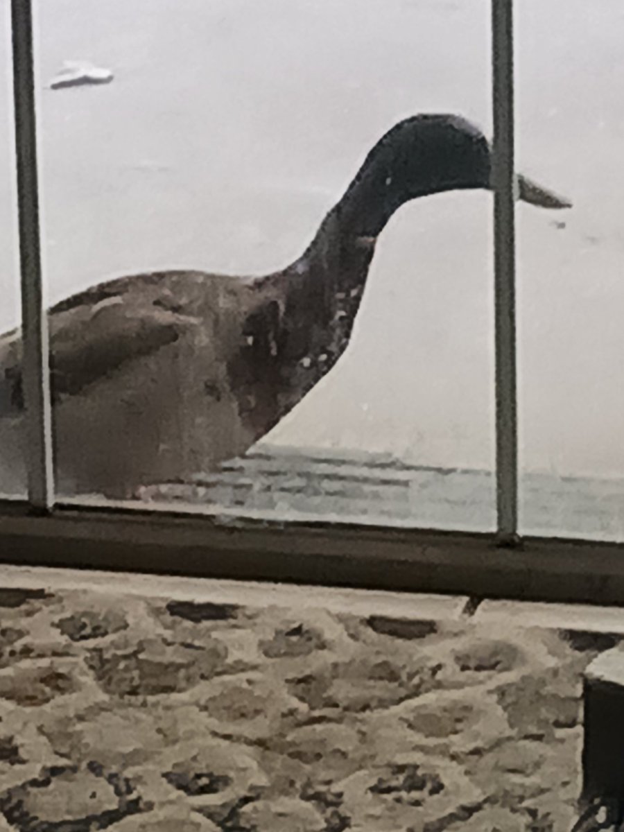 Roberta Young(Bird) tweet media