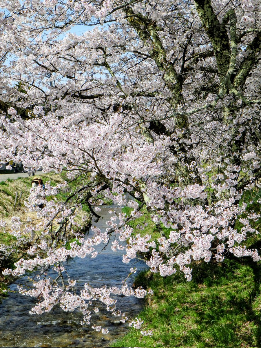 ujucosnap's tweet photo. April 17, 2026  
猪苗代町＊観音寺川の桜並木
#撮り歩き https://t.co/AbehNBMPs7