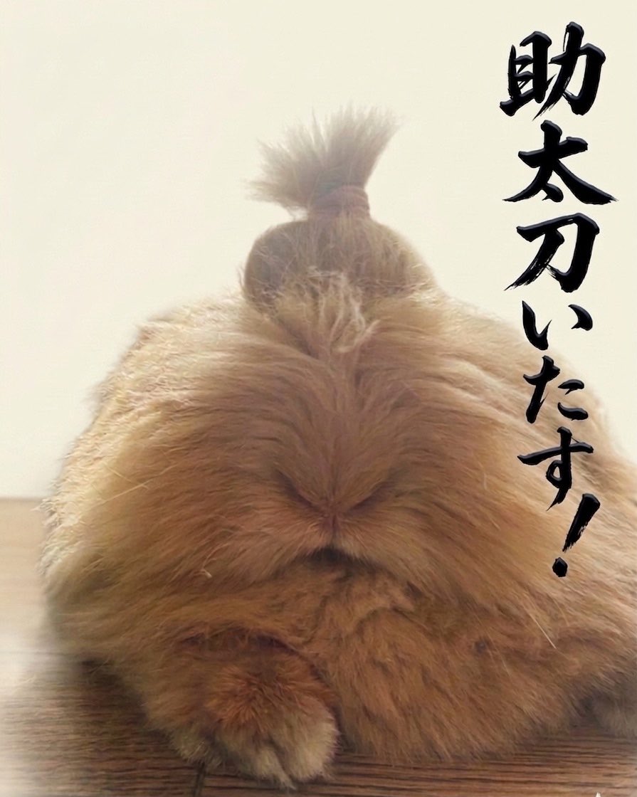 外道のダルマ tweet media