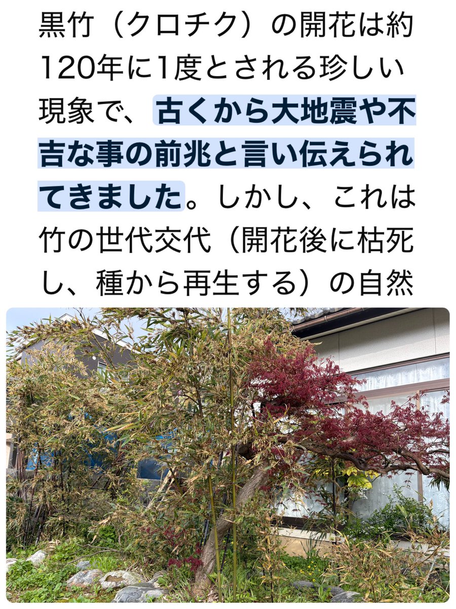 HIPy35's tweet photo. 長野に大きな地震があったみたいですね。
揺れには敏感ですが立山が守ってくれたのか隣の富山県で全く気付きませんでした。

16（木）に実家の黒竹に花が咲いていたのに気付いたので
何となく嫌な予感がしていました。
まだ大きなのが来そうで怖いです。。 https://t.co/DN3IiW1cRn