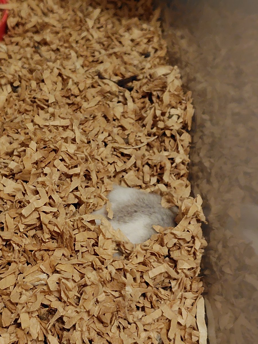 ネムネ・ムニチャ tweet media