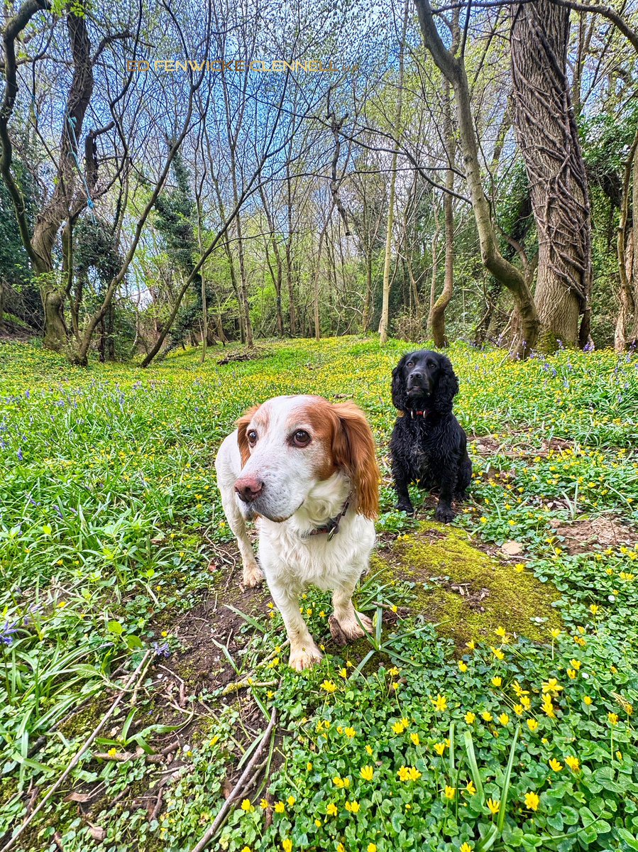 eds_outdoors's tweet image. Digger, Betty &amp;amp; Carpets of Colour … 
#HappySaturday