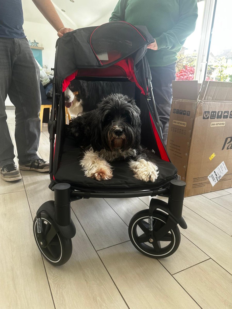 Poor f.d ruptured his cruciate ligament in a freak accident last Sunday! His new Whizzywheels are just one part of operation get f.d out and about! ❤️