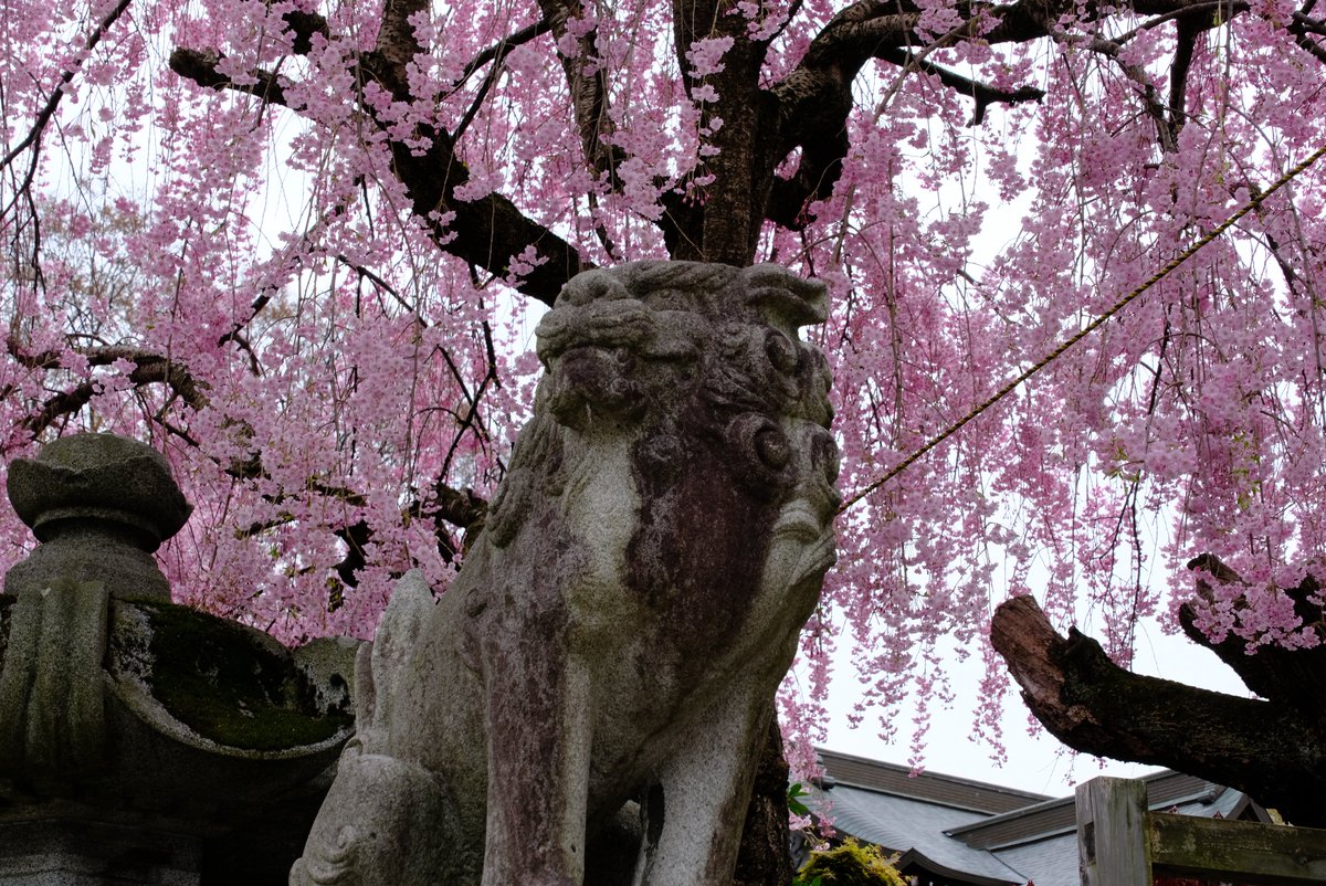 warashichan_pnk's tweet image. 桜山神社の桜もいがっだよ。
#盛岡 #桜 #岩手公園 #盛岡城跡公園 #iiiwate