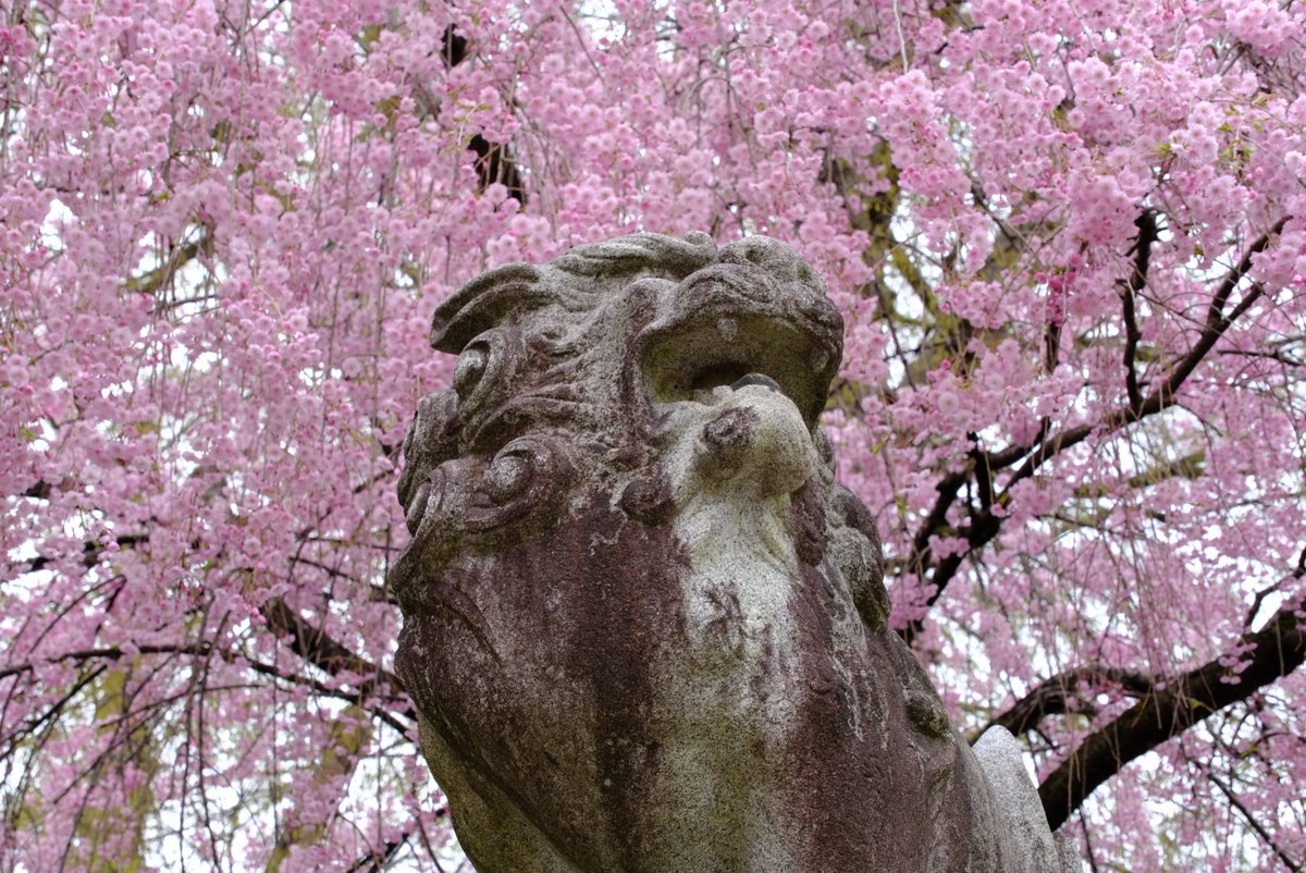 warashichan_pnk's tweet image. 桜山神社の桜もいがっだよ。
#盛岡 #桜 #岩手公園 #盛岡城跡公園 #iiiwate