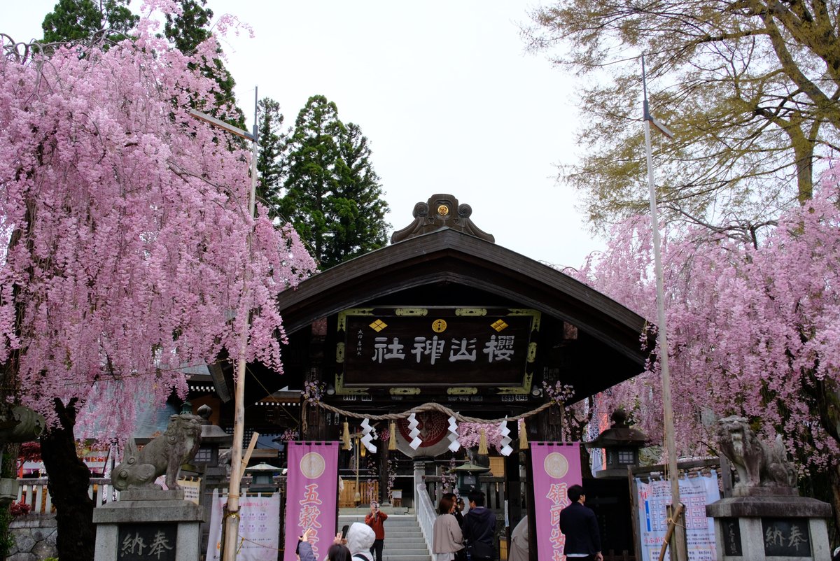 warashichan_pnk's tweet image. 桜山神社の桜もいがっだよ。
#盛岡 #桜 #岩手公園 #盛岡城跡公園 #iiiwate